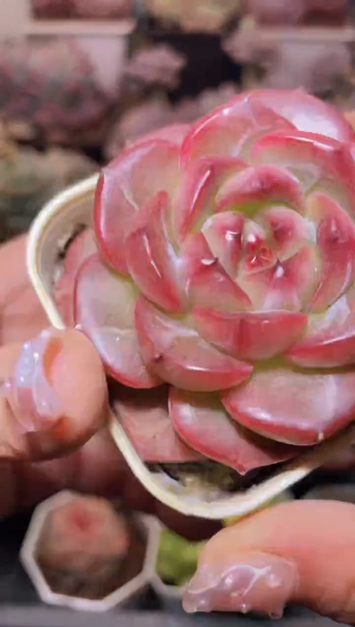 【闪购商品】386狂妄