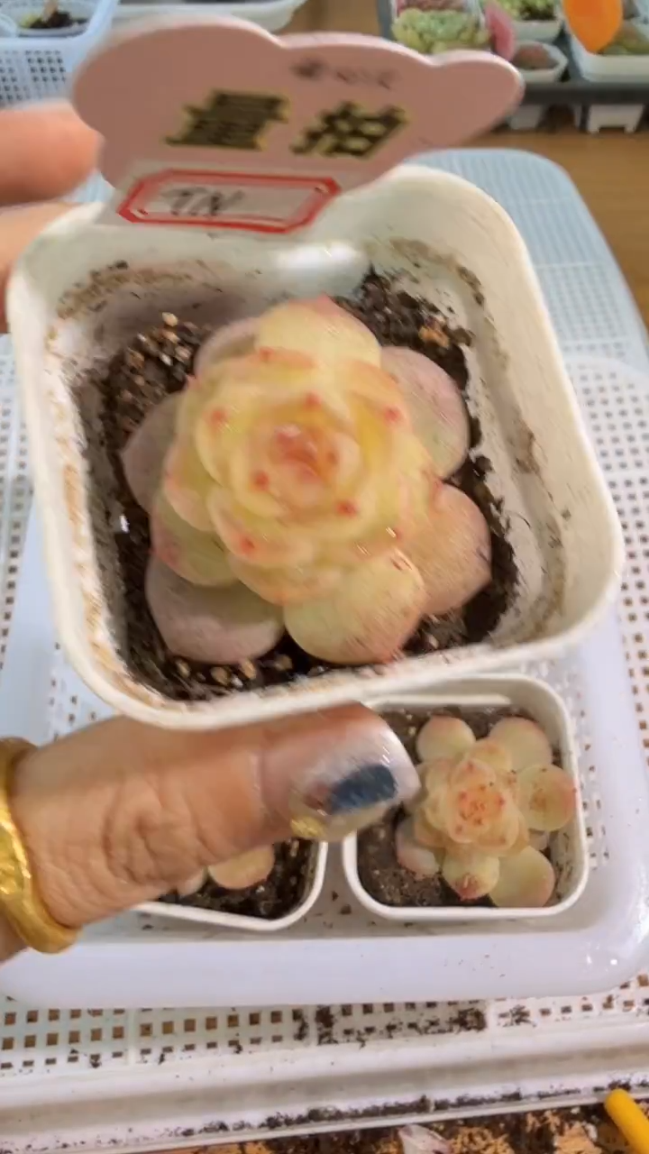 TN单双混 五方一盆 量拍混发