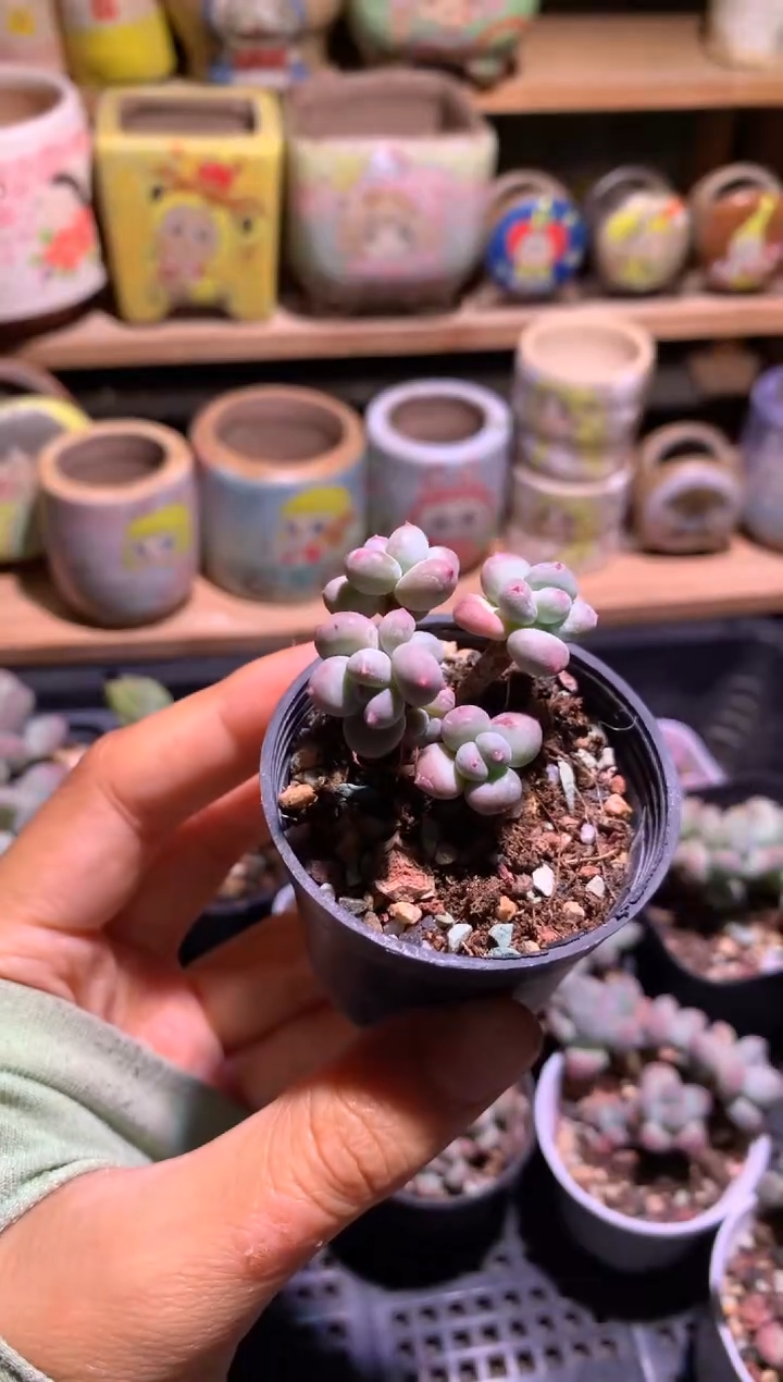 红宝石苹果奶酪多肉多头