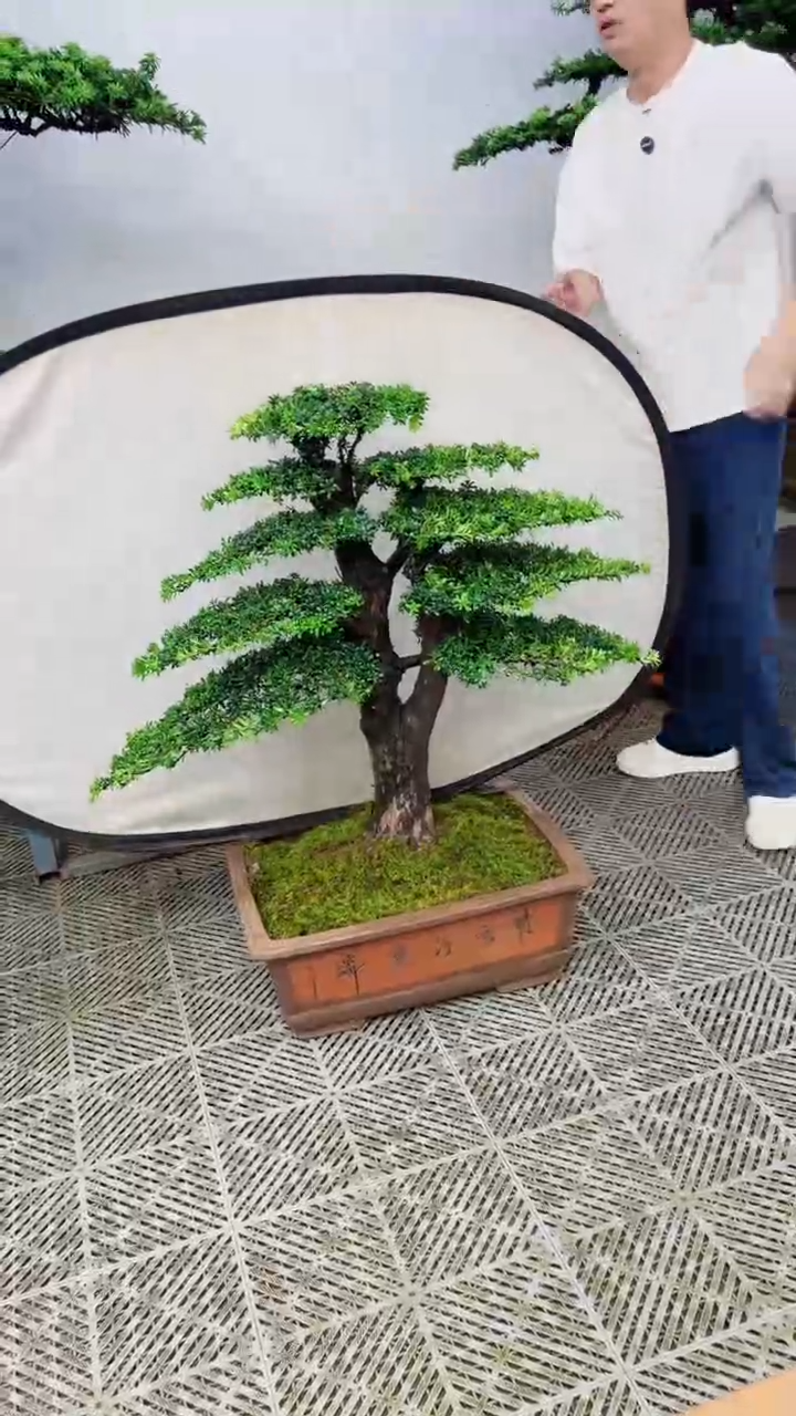 无花朵安*板造型盆景一物一拍