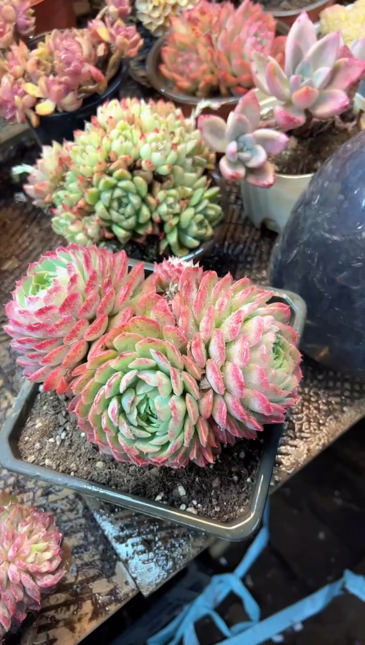 点*多肉植物一物一拍02567