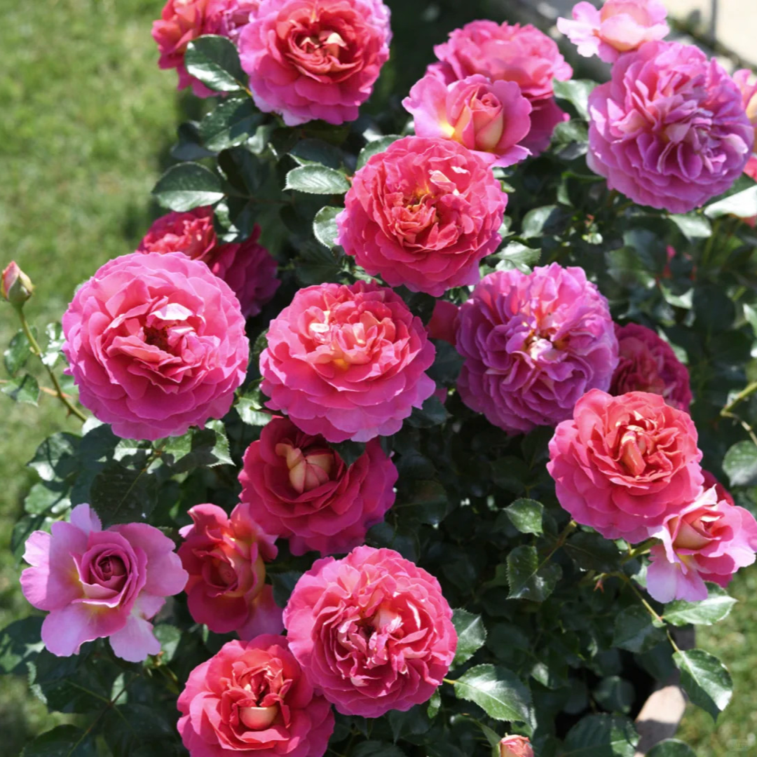 二加仑根接月季露天蔷薇苗大花切花阳台四季玫瑰