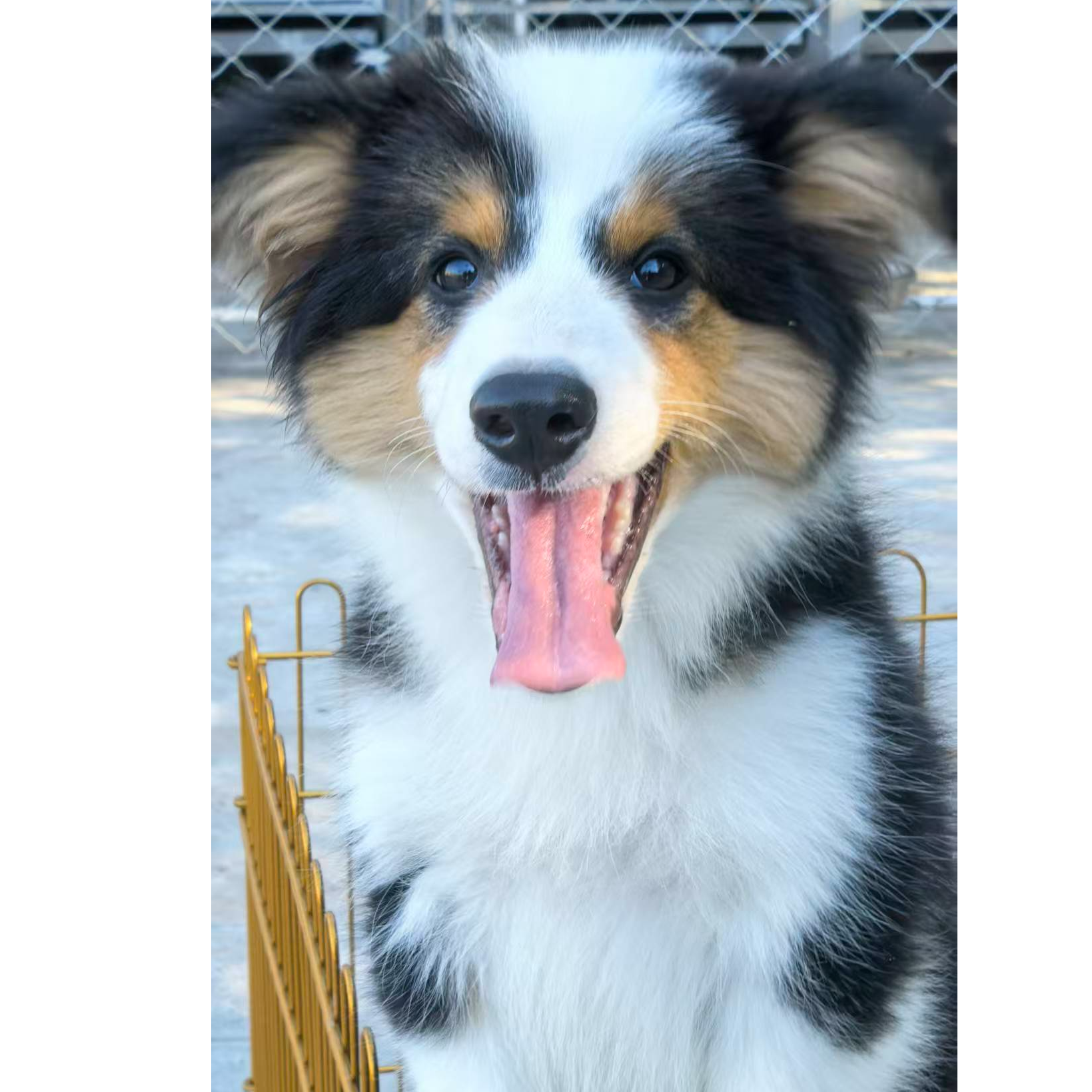 【8号】黑白三色弟弟-边牧幼犬陪伴狗狗牧羊犬