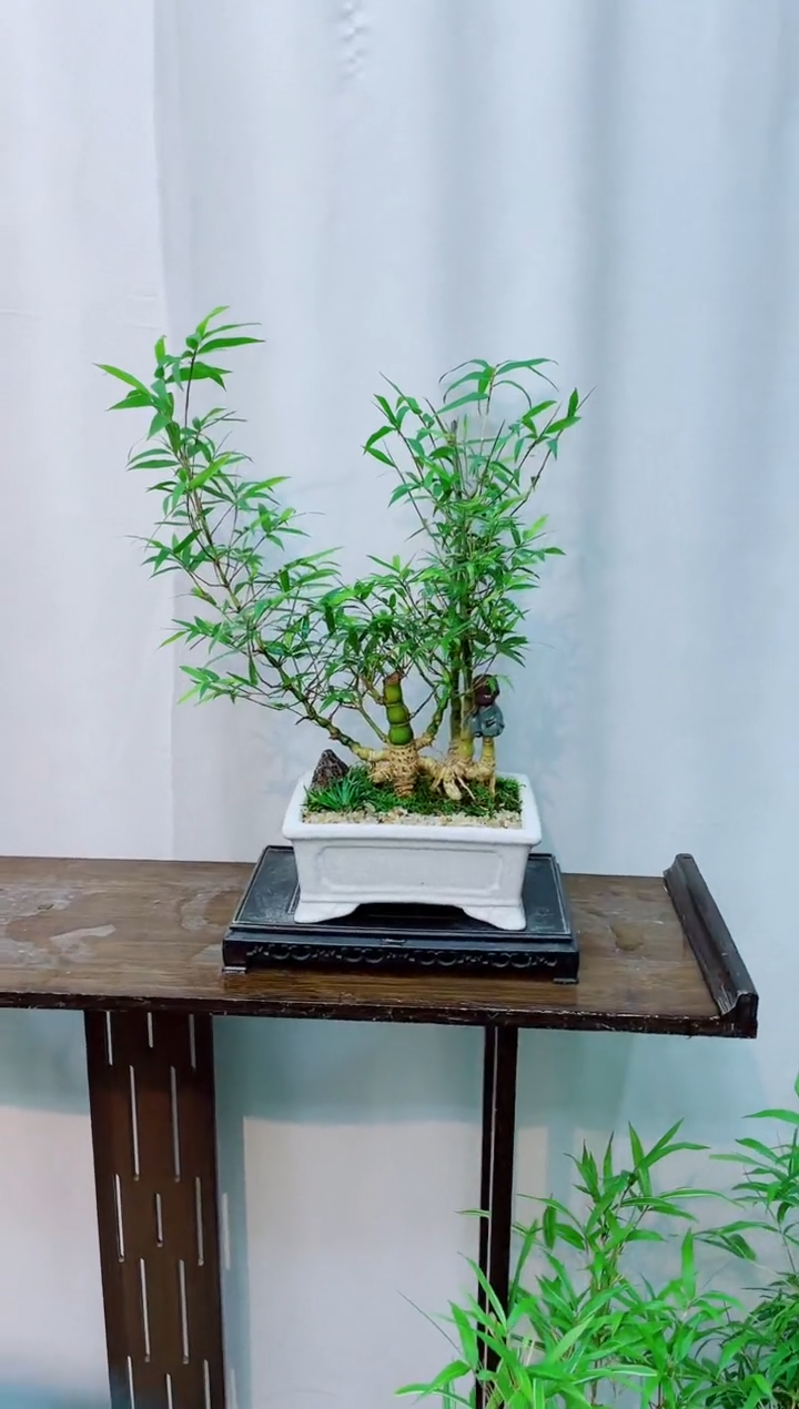 【闪购商品】竹子盆景竹子盆景