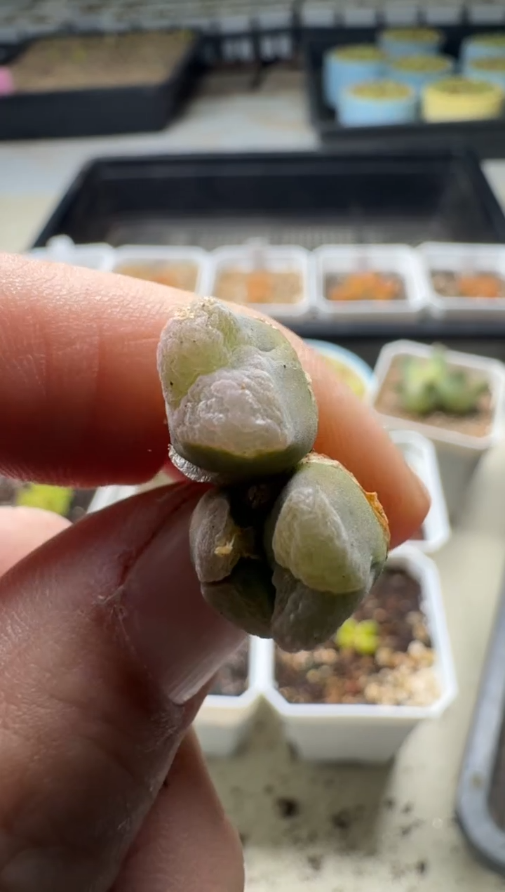 【闪购商品】15-194