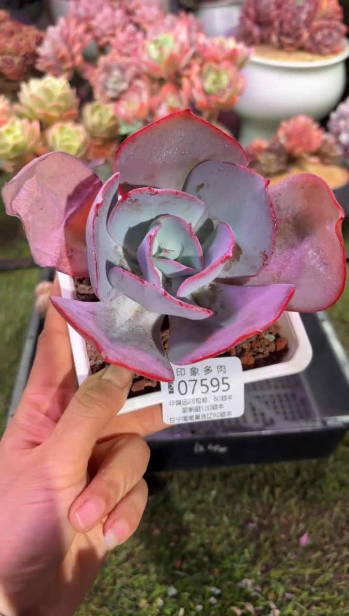 【闪购商品】07595