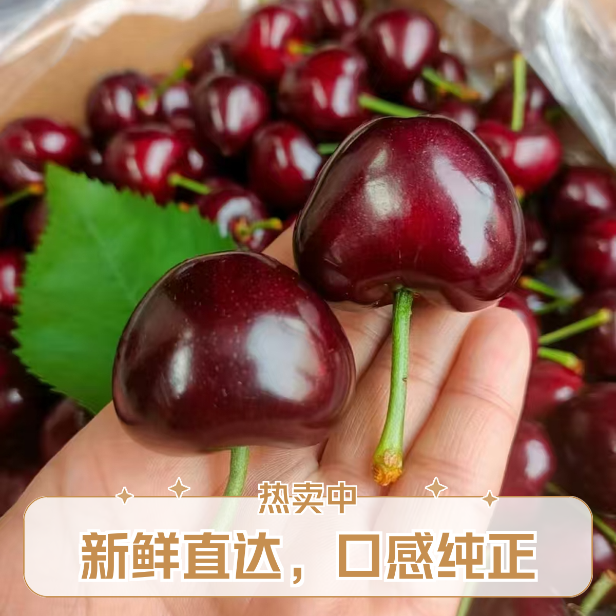 【次日达】大连美早樱桃J-8J新鲜爆汁肉厚饱满毛重3斤【净重1.6~1.8斤】 顺丰包邮~新鲜水果大连美早