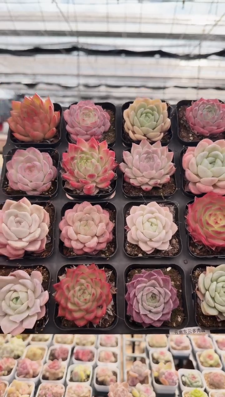 东云多肉园新款-56