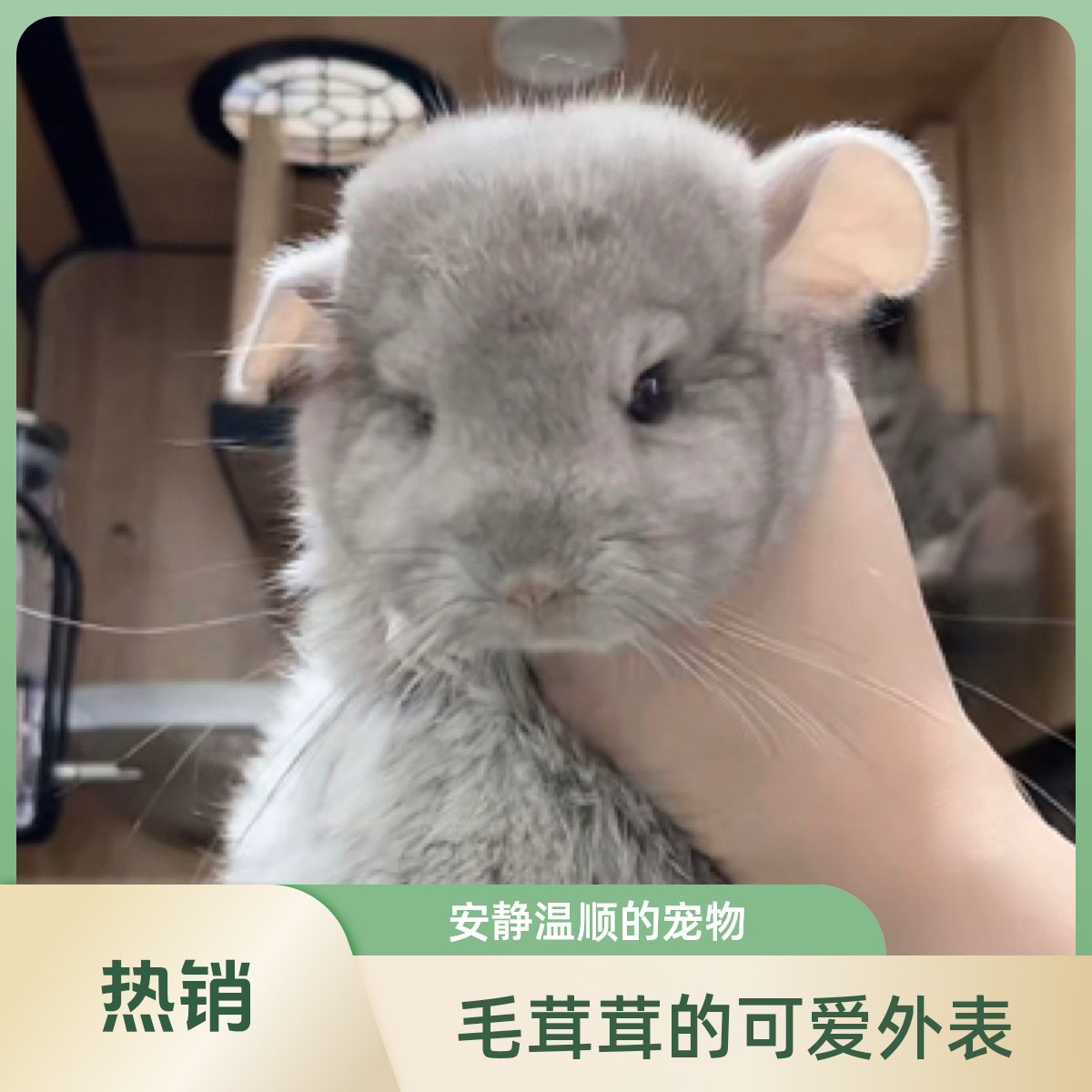 龙猫活体宠物 携长小米弟弟