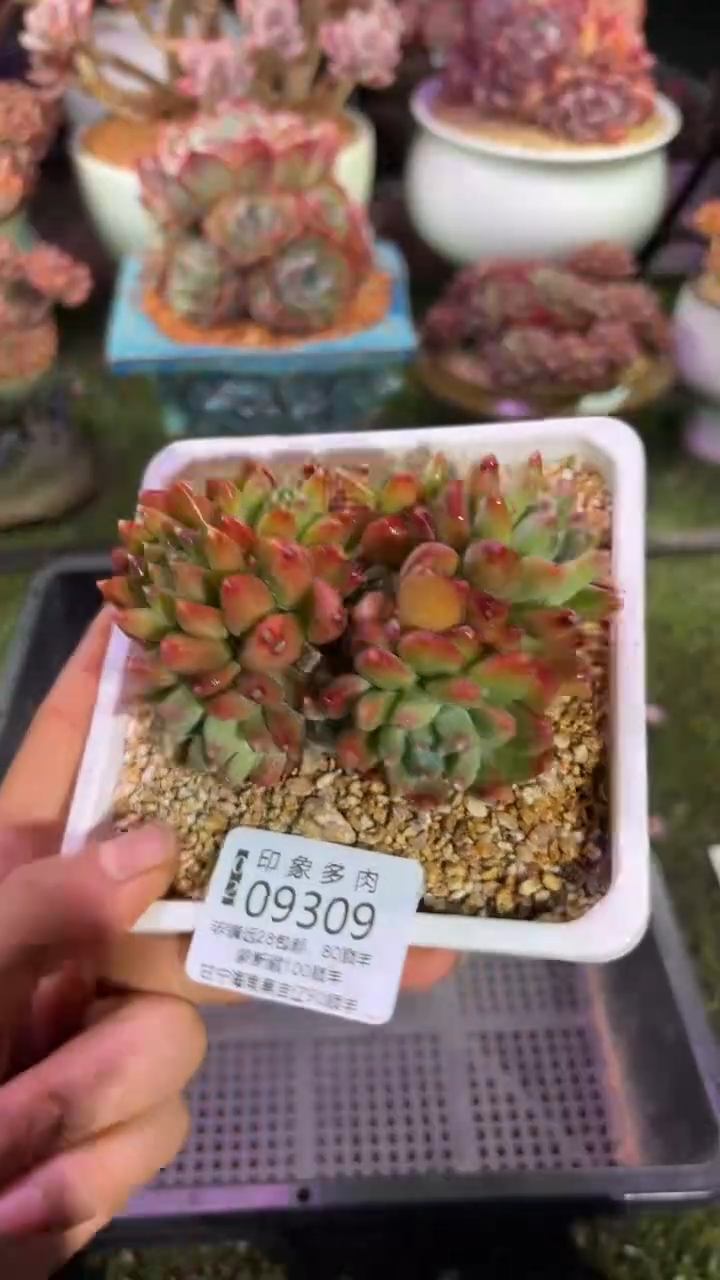 【闪购商品】09309