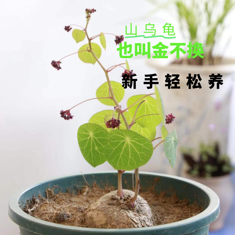 山乌龟 金不换 办公室 书房清新小绿植 可水培 有土就活 爬藤观叶