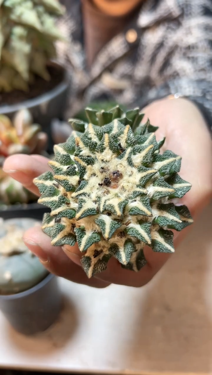 【闪购商品】晚14号苗接无根大尤黑8.6公分