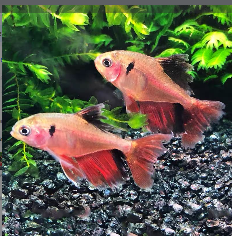 【老吴精选好物】芙蓉旗鱼