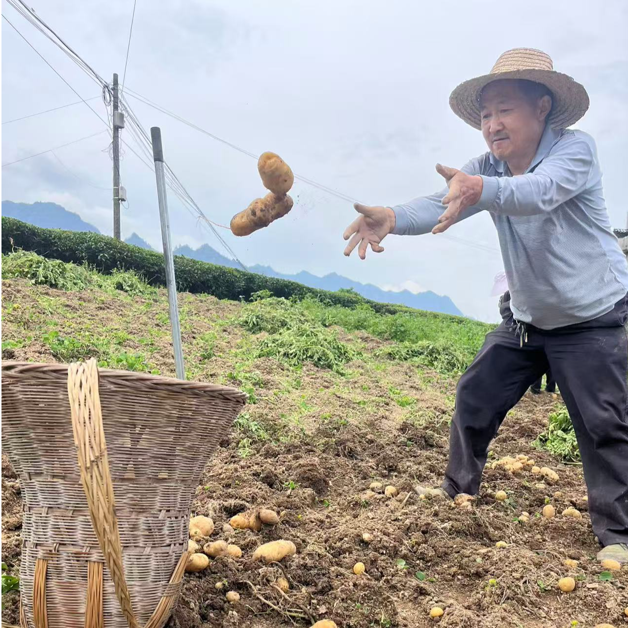 五峰湾潭 伯伯麻麻 现挖现卖 马尔科土豆 帮农户代卖 散装