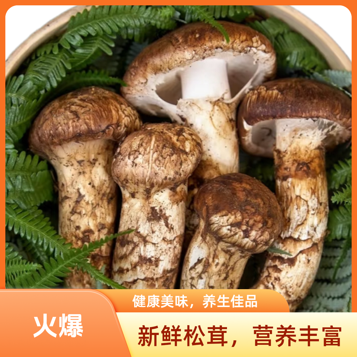 正宗东北新鲜松茸顺丰空运冷链包邮急速发货