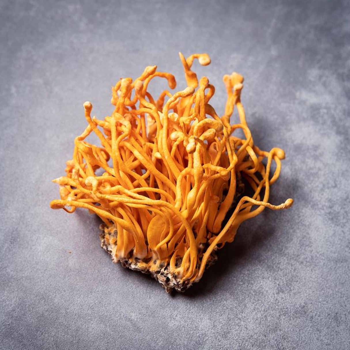 虫草花干货农家特产食用菌虫草花煲汤