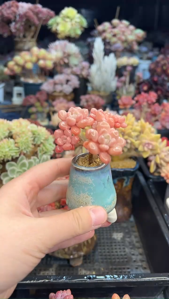 【闪购商品】462不带盆