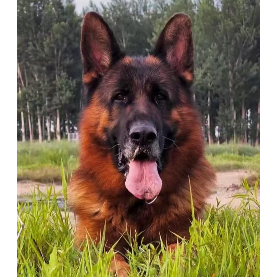 新(德牧之家~小杨）T狗狗活体