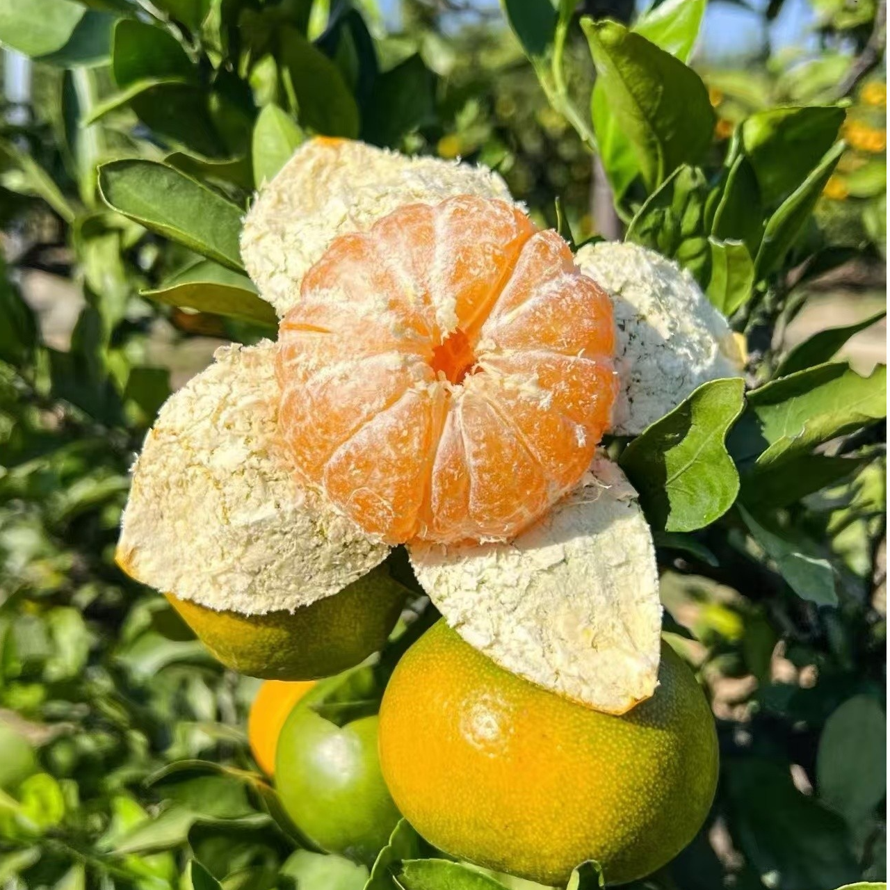 【寻乌蜜桔】正宗香橙嫁接 果子很大非常甜 南方北方种植盆栽地栽苗