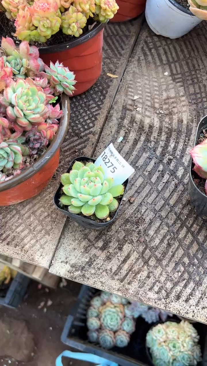 秋*多肉植物一物一拍18275