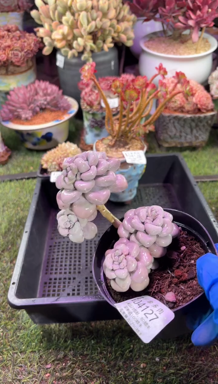 【闪购商品】04127