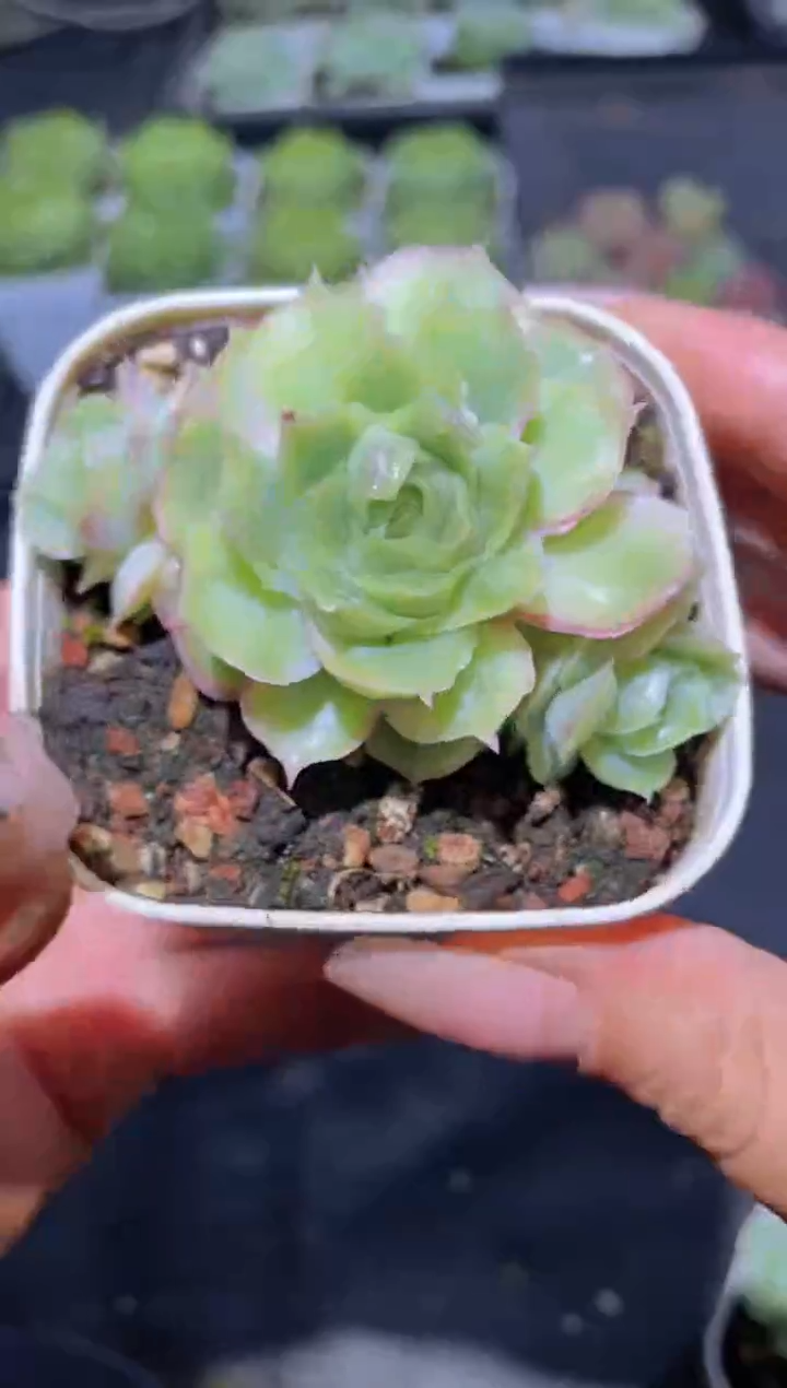 087虾饺量拍随机发一颗