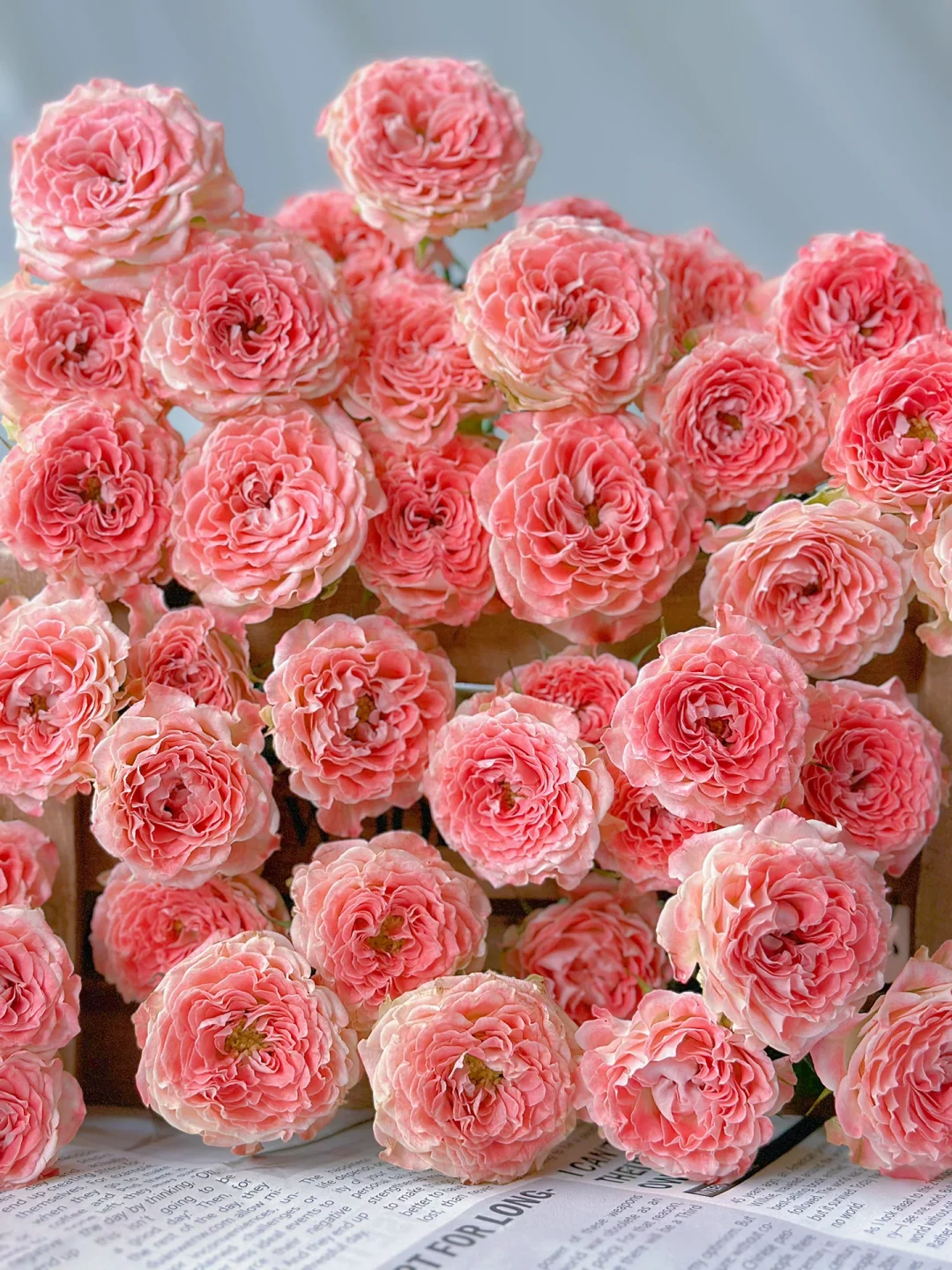 小仙女多头玫瑰 收到鲜花第一时间醒花 云南爆品鲜花