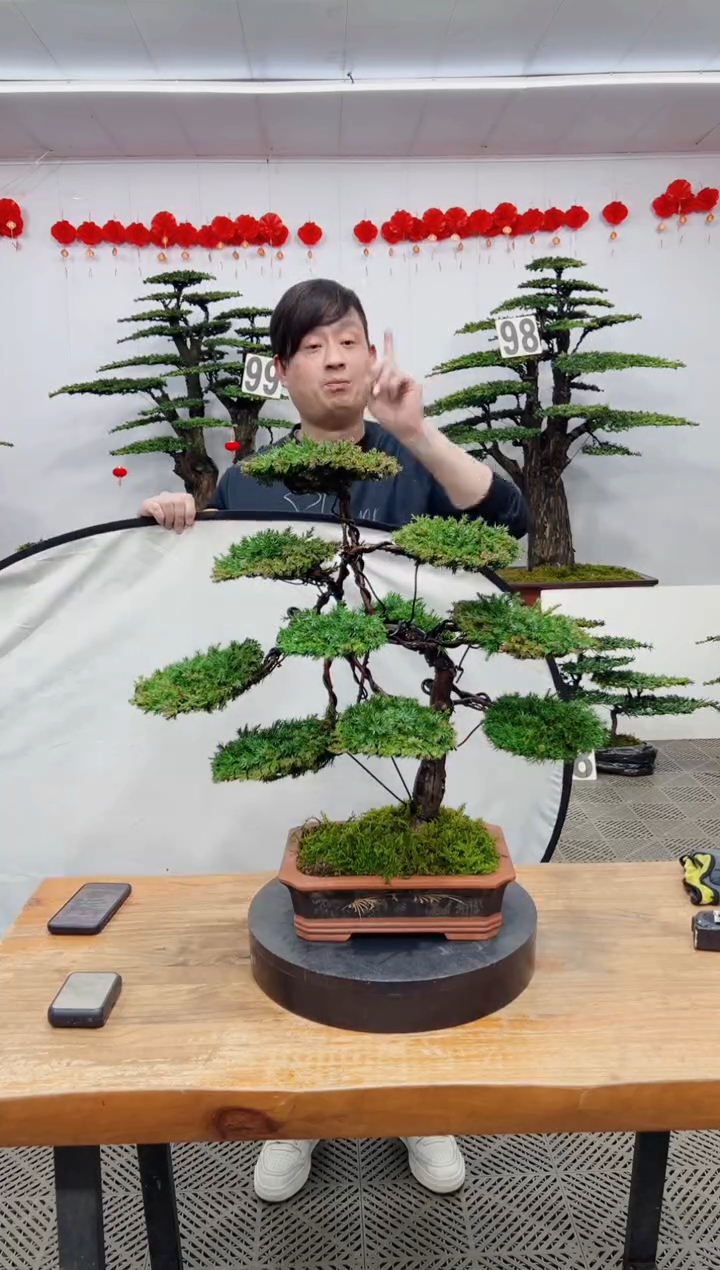 【闪购商品】盆景盆景