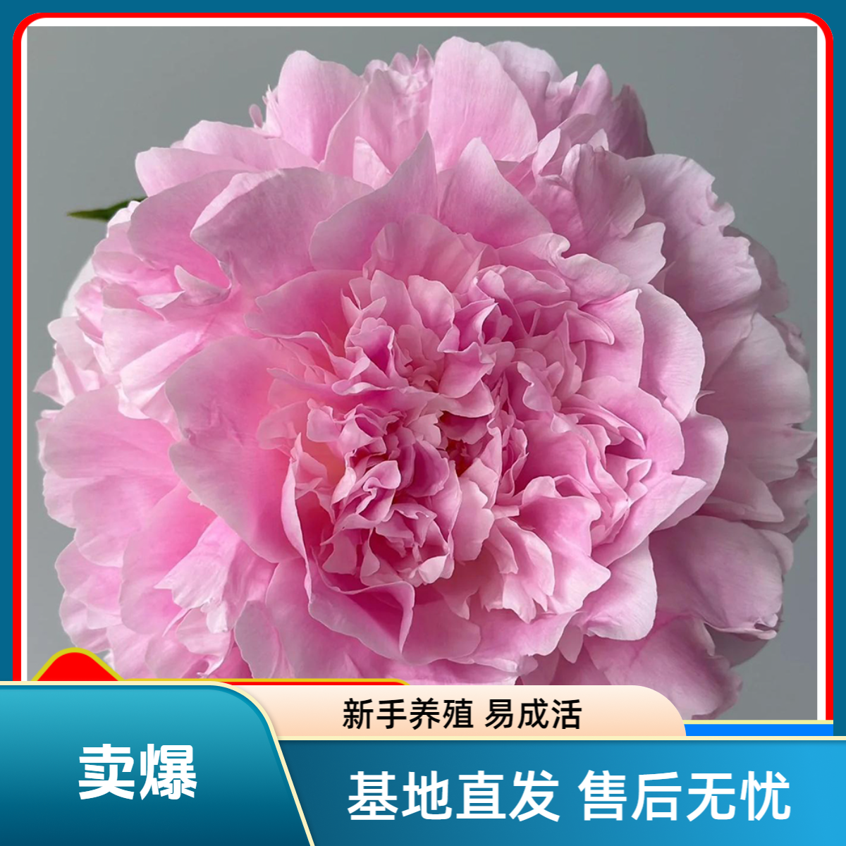 【餐盘】芍药花苗，耐寒耐旱。送肥料