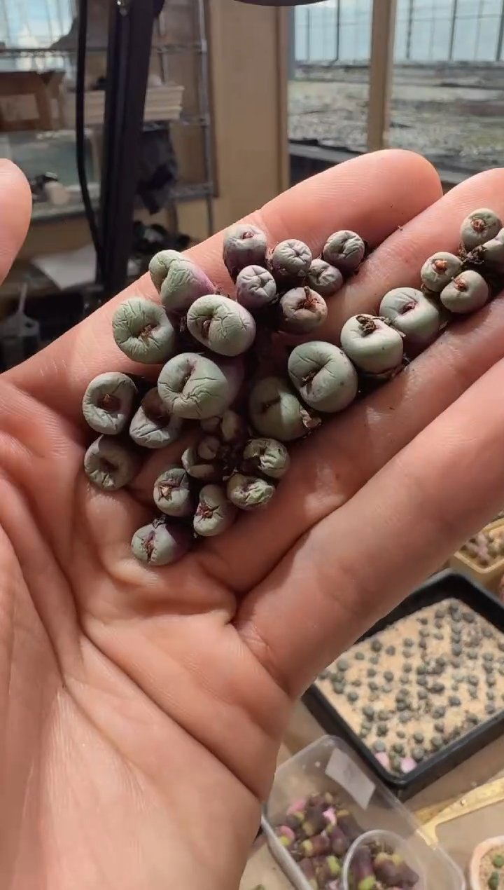 372多肉植物肉锥427红嘴一颗