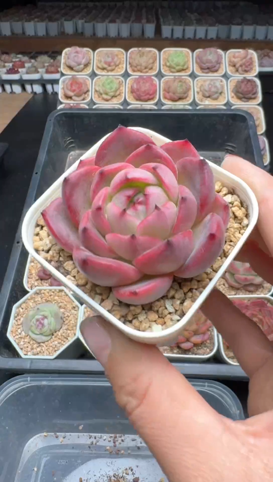 【闪购商品】269B物拍多肉带盆土6.5杯拍3颗包柚