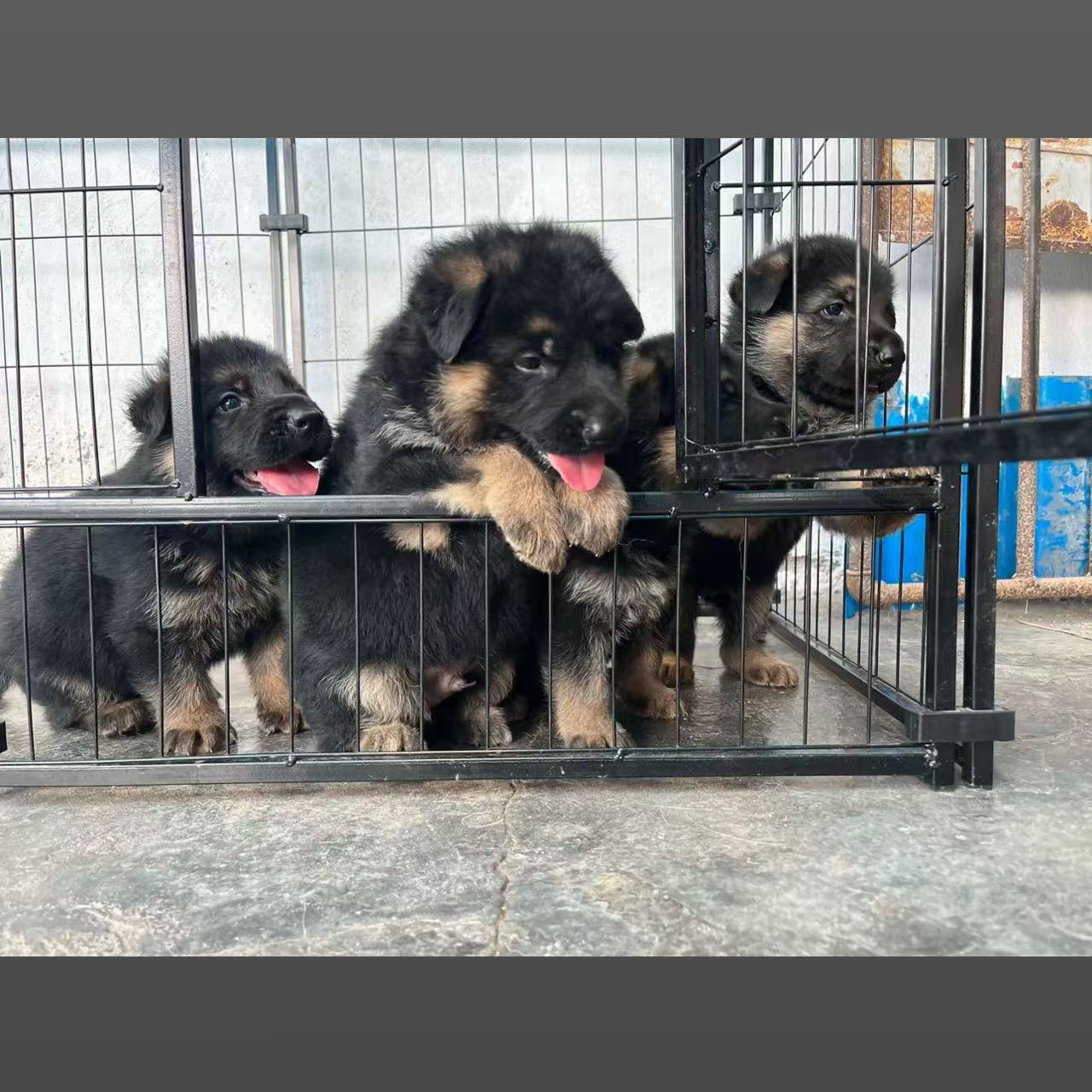 正规犬舍纯种德牧