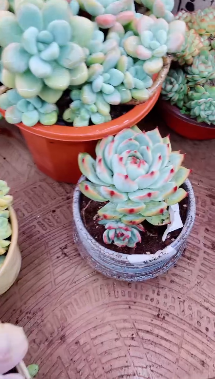 丫*25064多肉植物一物一拍