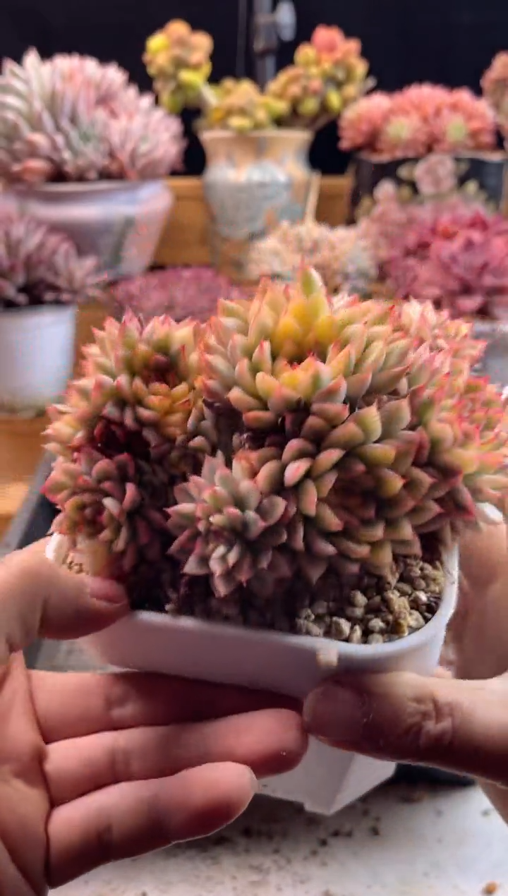 【闪购商品】3.6-66女雏锦