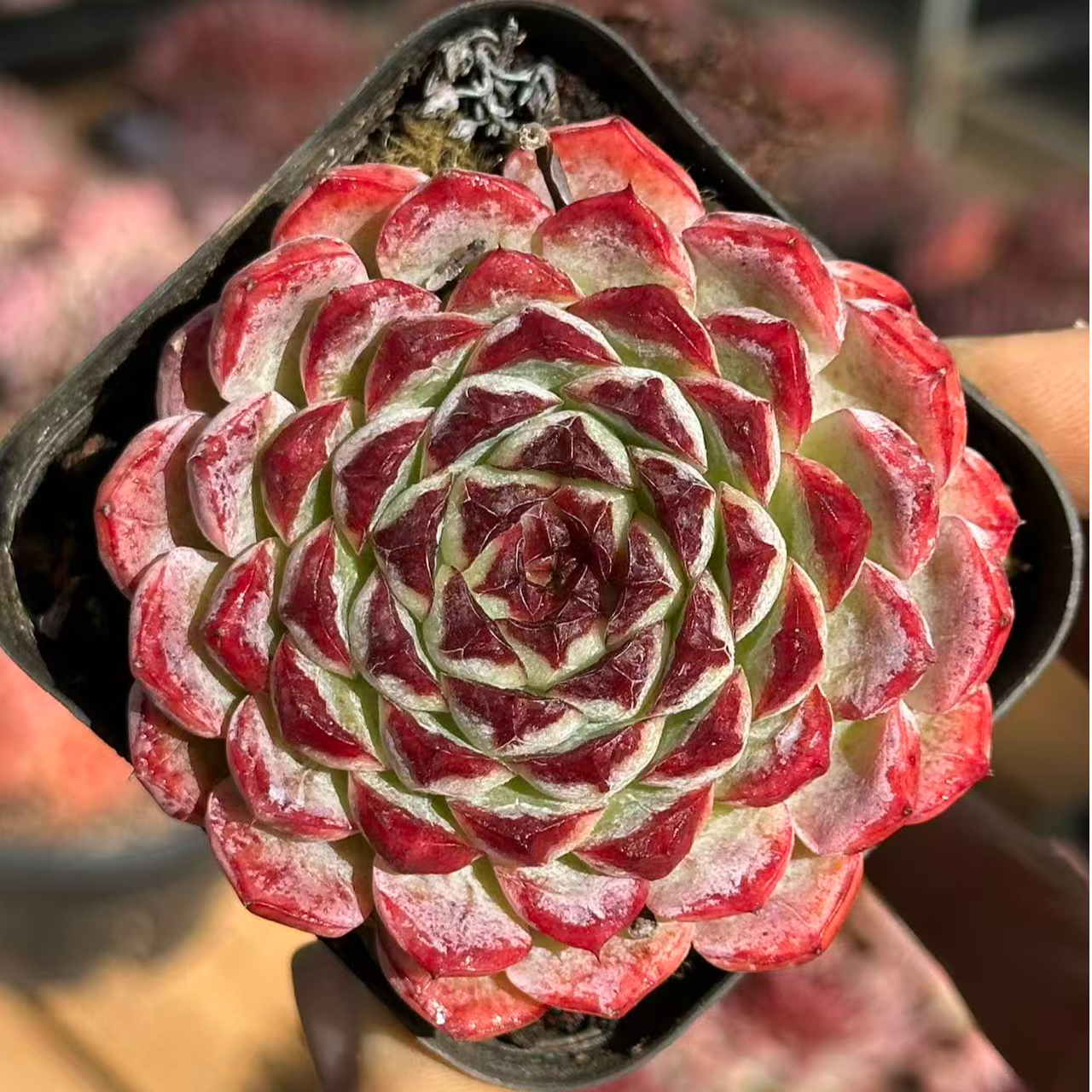 7#葵花宝典多肉植物 前男友精品多肉 SM0662