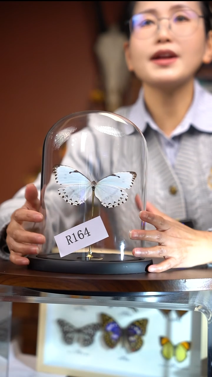 R164   特白闪蝶玻璃罩款