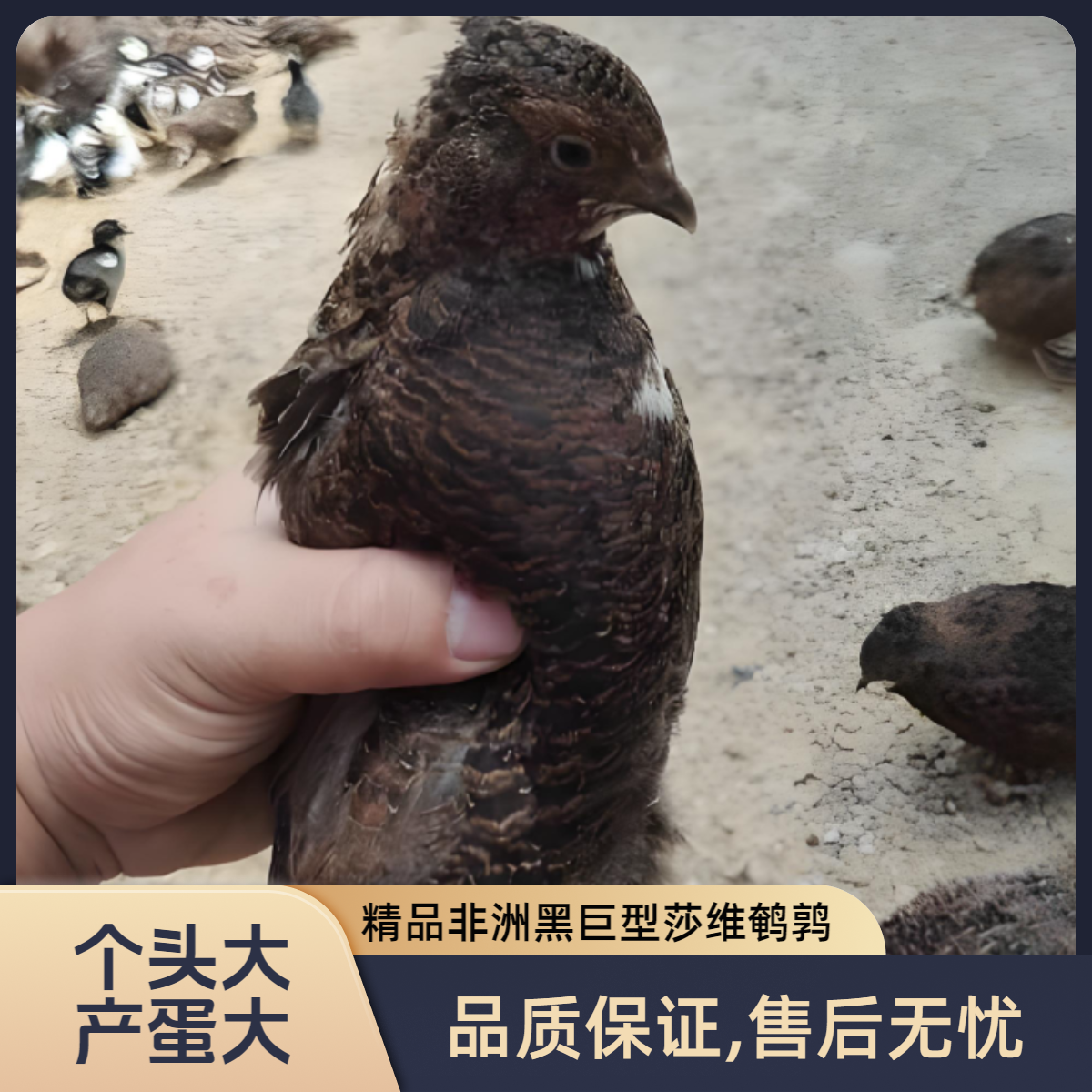 非洲黑巨型莎维鹌鹑产蛋莎维鹌鹑阳台宠物