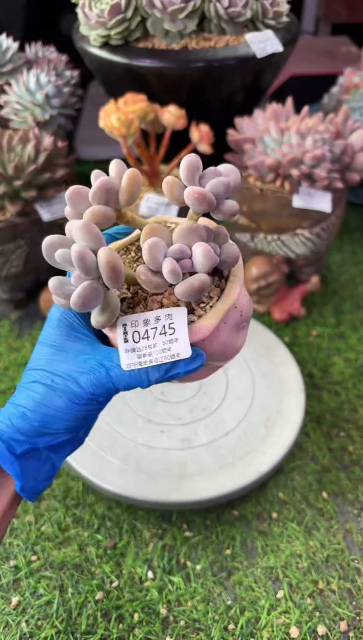 昆明印象多肉04745