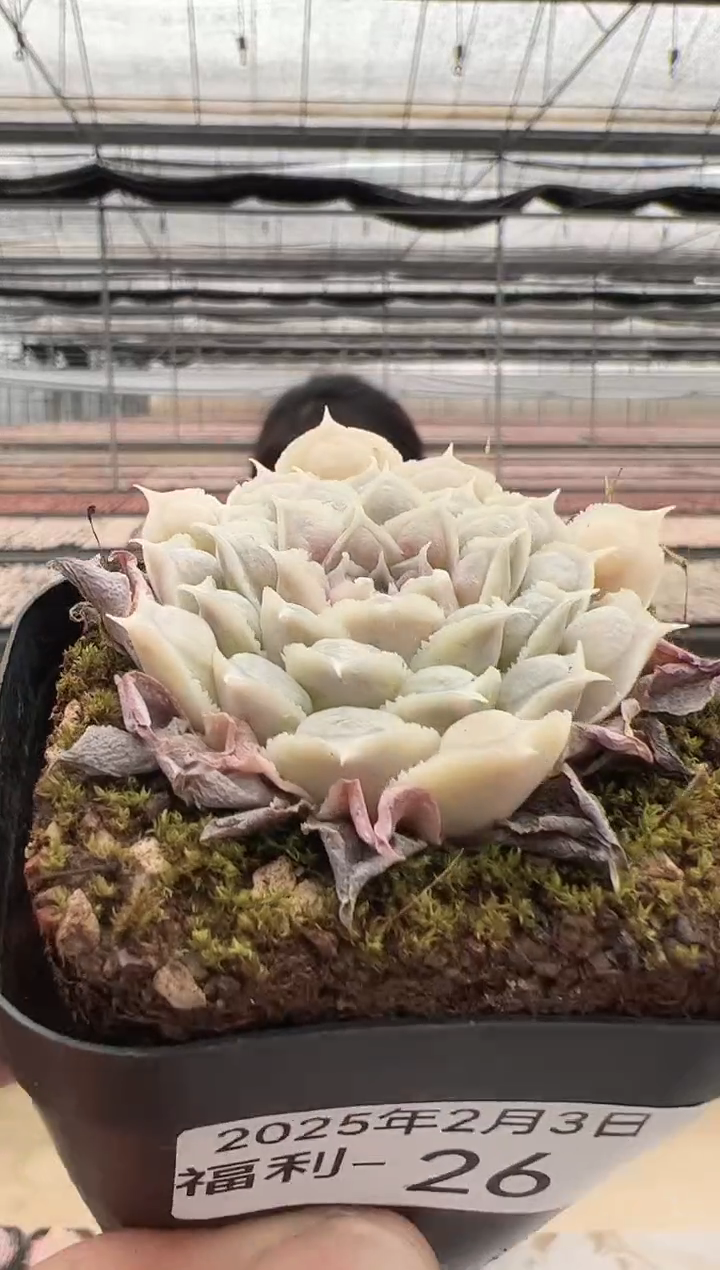 【闪购商品】福利款多肉-26（留财猫）