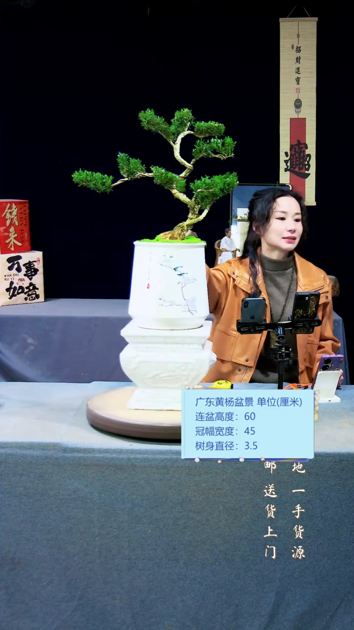 【闪购商品】雀舌黄杨盆景雀舌黄杨盆景