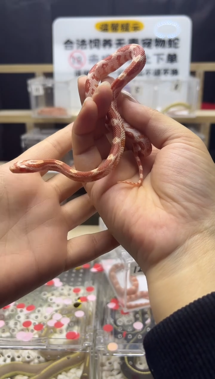 豹纹守宫精品白化红大苗母