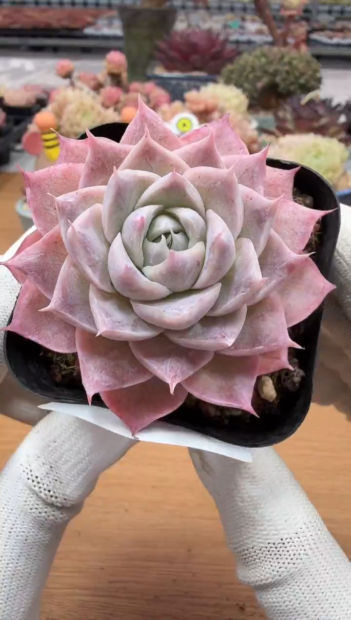 东云多肉园二店-49