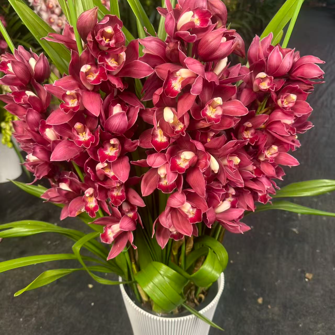 年销花【红将军】直兰带花苞花期长四季常青花卉盆栽