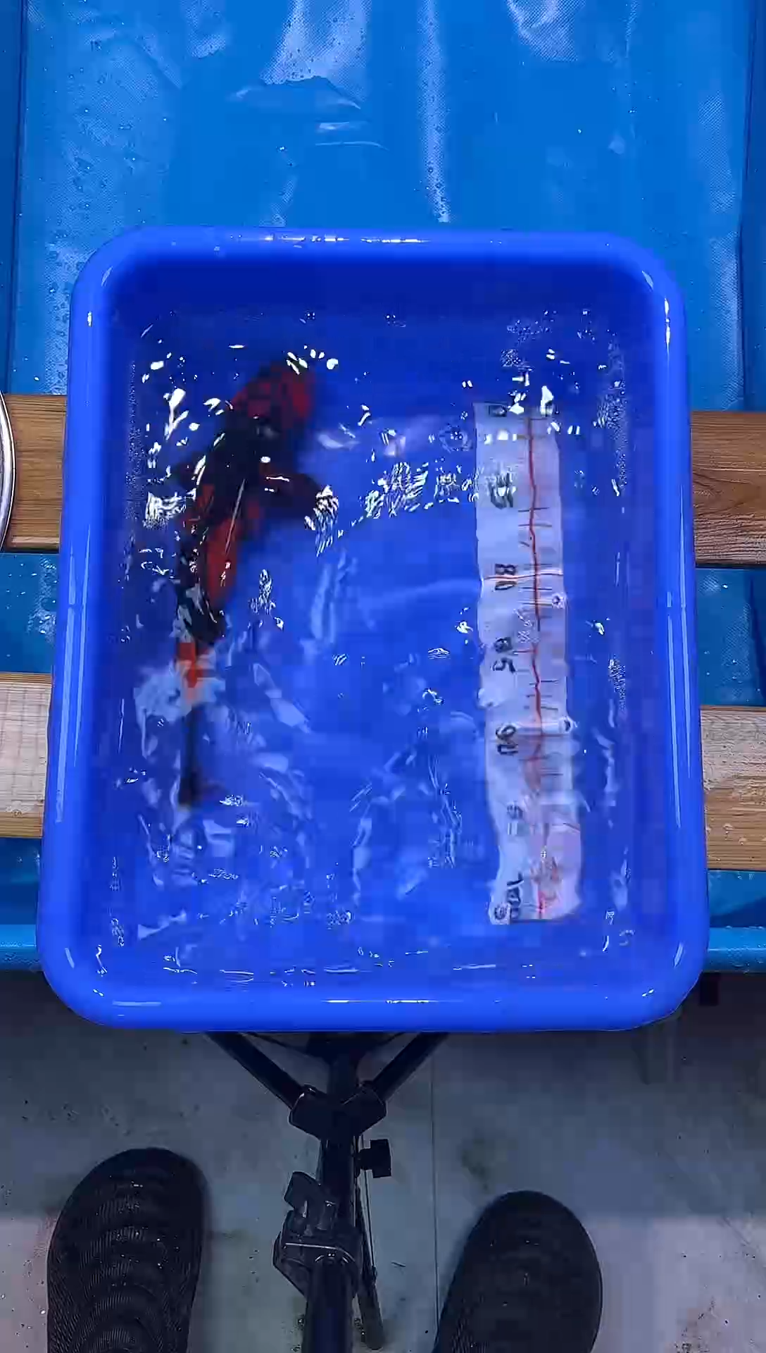 锦鲤锦鲤观赏鱼编码52