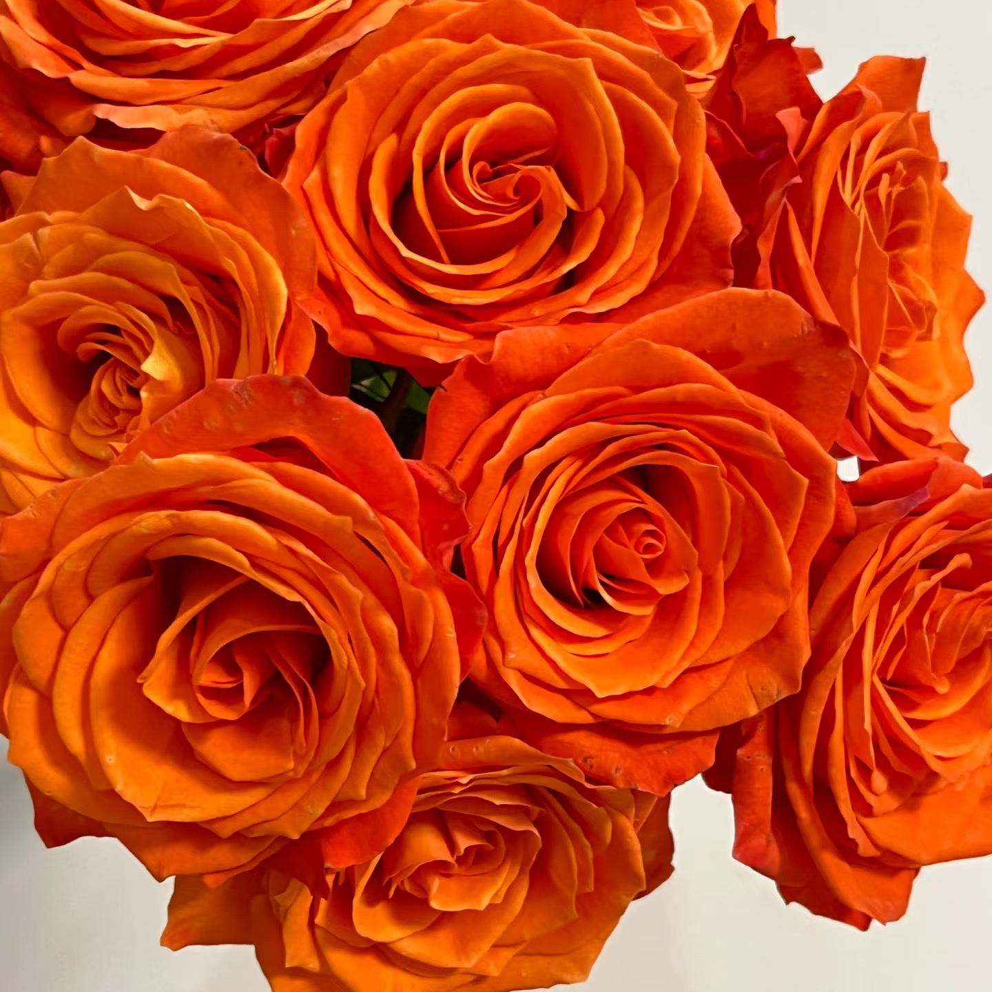 【大力甄选】AA级国王日单头玫瑰 云南基地现采现发 一单包邮