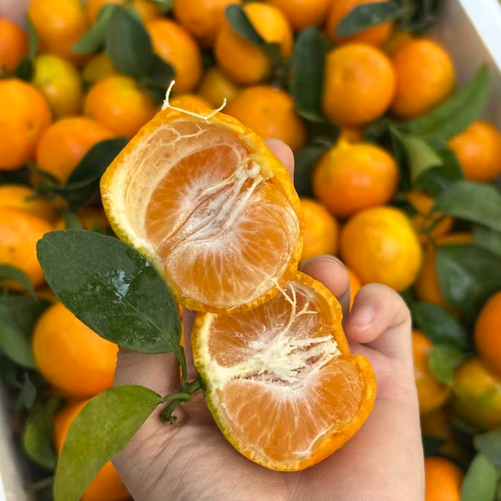 8斤（金秋）砂糖橘中果  新鲜采摘表皮花麻不影响食用口感