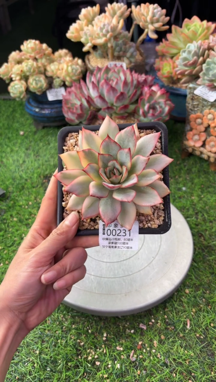 昆明印象多肉00231