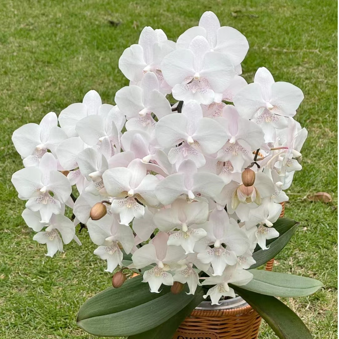 处理无售后/开花株《雪花大舌头》3.5寸杯蝴蝶兰