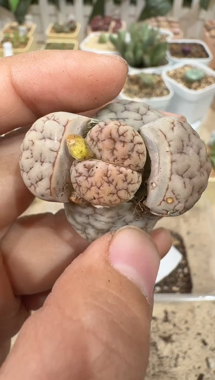 28-91多肉植物肉锥189