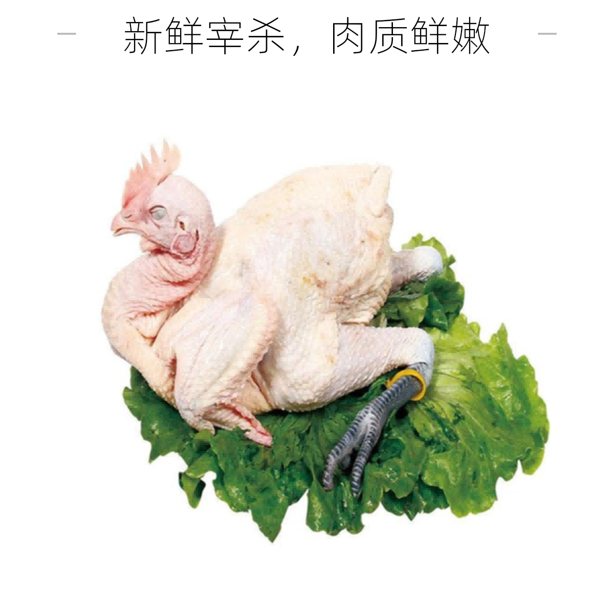 跑山鸡（半只起售）当日现杀跑山鸡整只约4斤鸡肉同城送